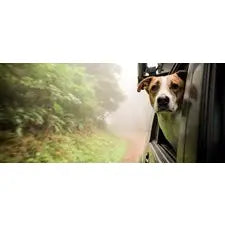 Our Wild Tails: the Adventures of Henry & Baloo