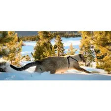 Our Wild Tails: the Adventures of Henry & Baloo